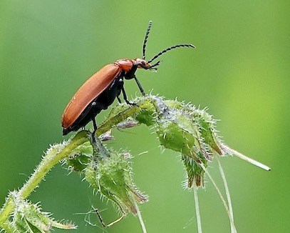 cardinal beetle